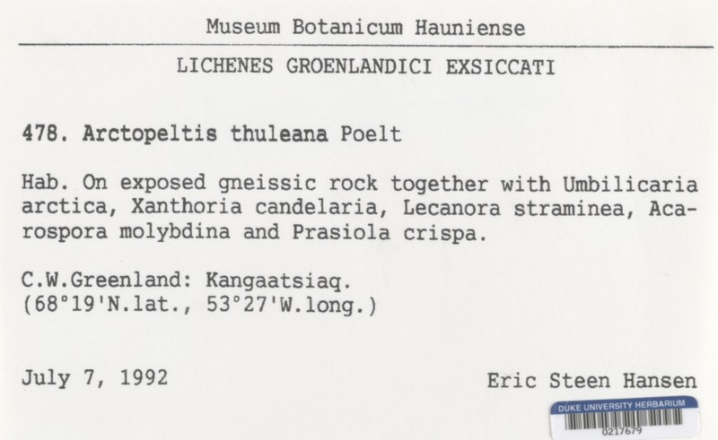 Thule Arctopeltis Lichen photo 2