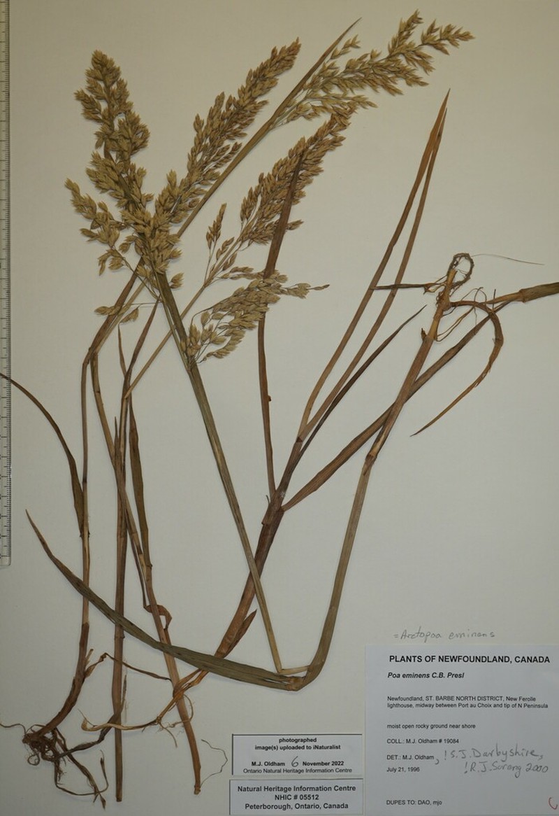 Largeflower Speargrass