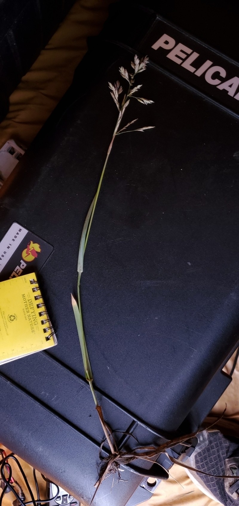 Largeflower Speargrass photo 2