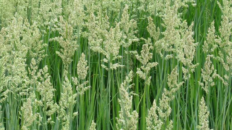 Largeflower Speargrass photo 3