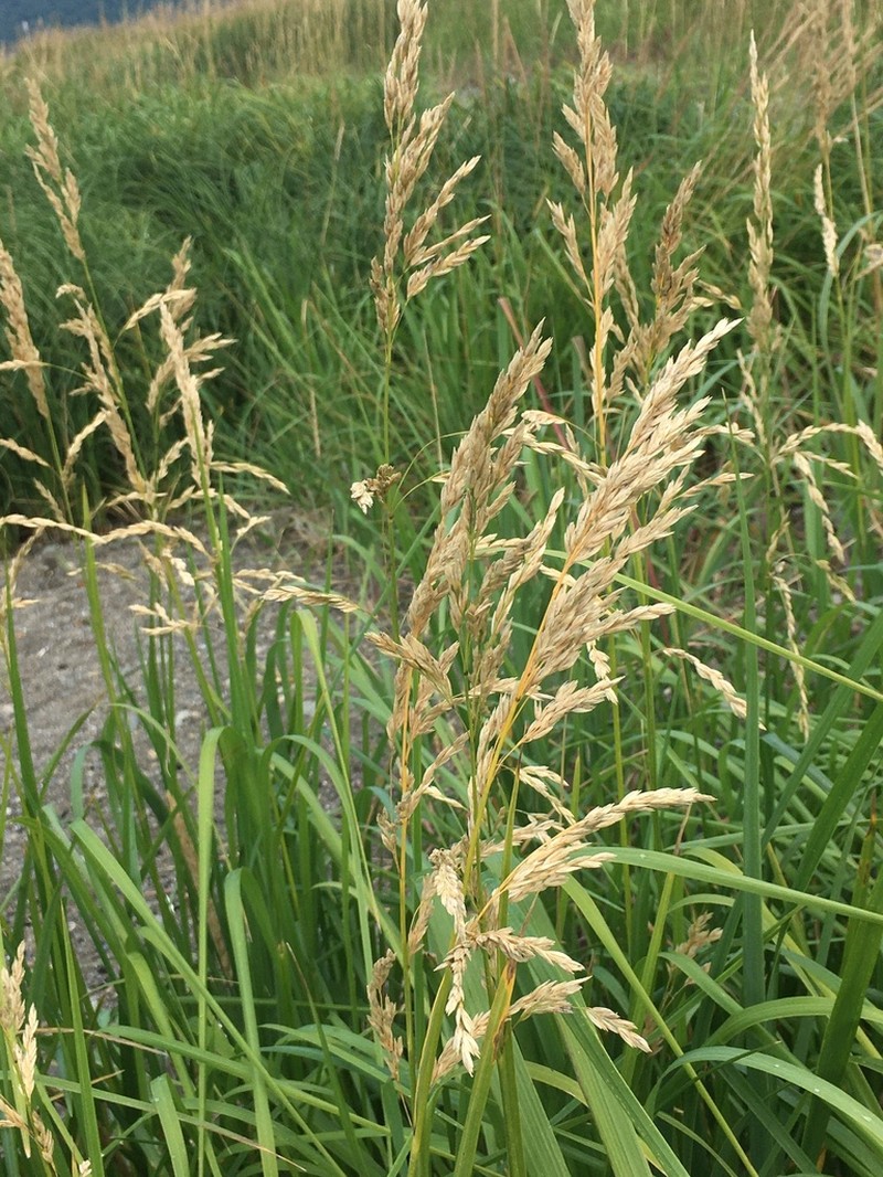 Largeflower Speargrass photo 4