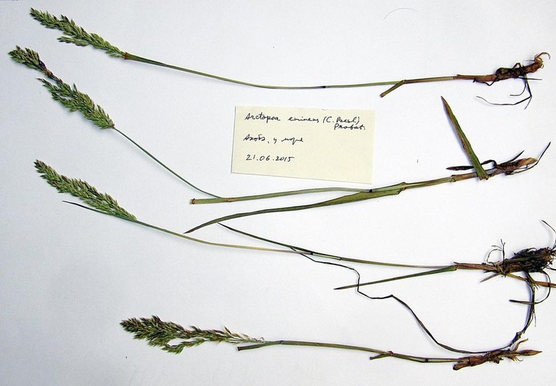 Largeflower Speargrass photo 5