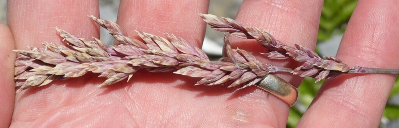Largeflower Speargrass photo 6
