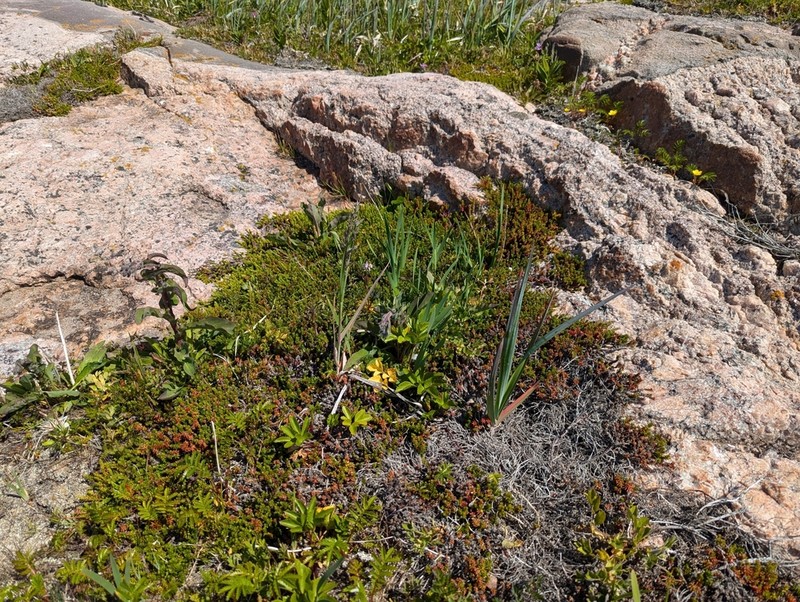 Largeflower Speargrass photo 7