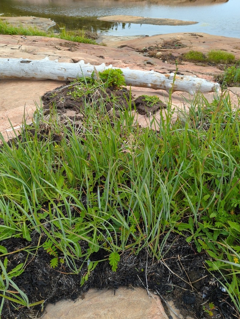 Largeflower Speargrass photo 8
