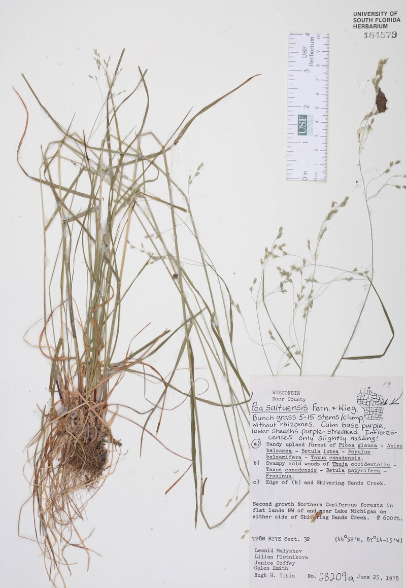 Oldpasture Bluegrass