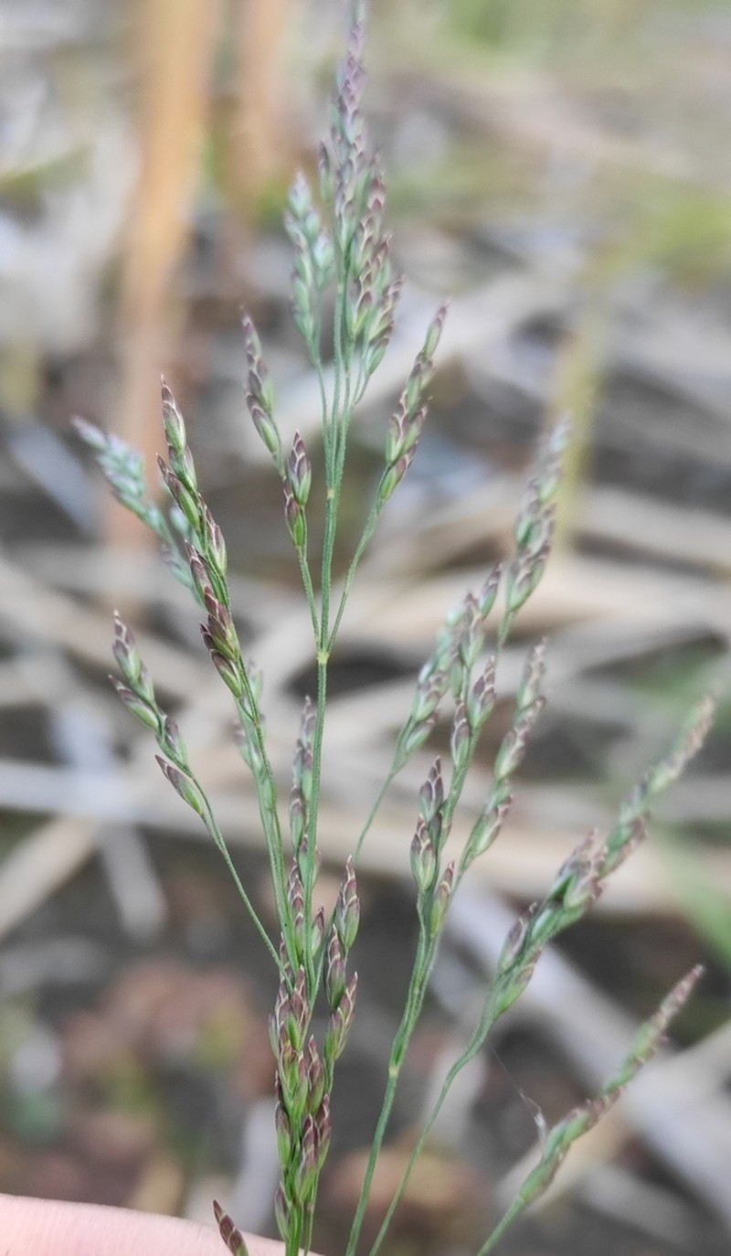 Arctopoa subfastigiata photo 3