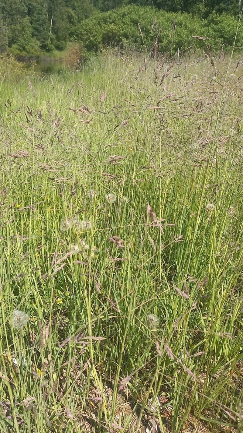Arctopoa subfastigiata photo 5