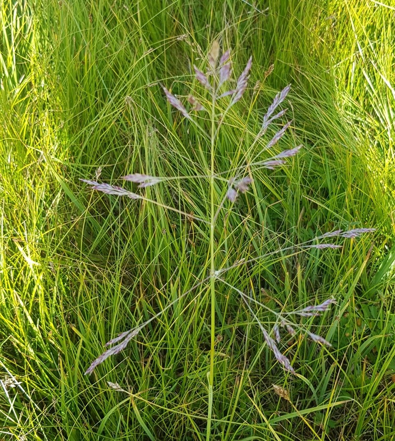 Arctopoa subfastigiata photo 6