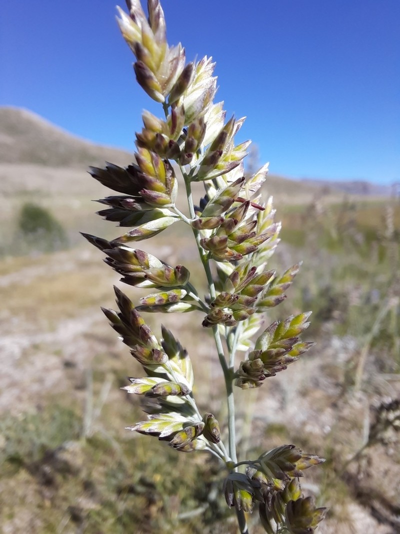 Arctopoa tibetica