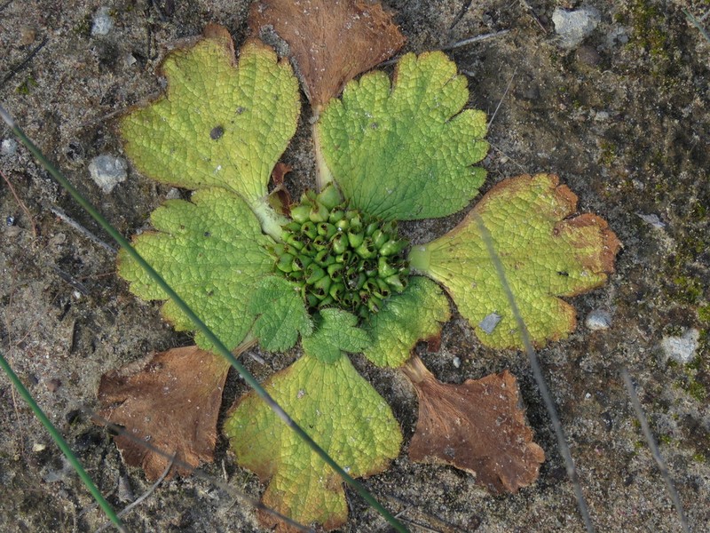 Arctopus dregei photo 6