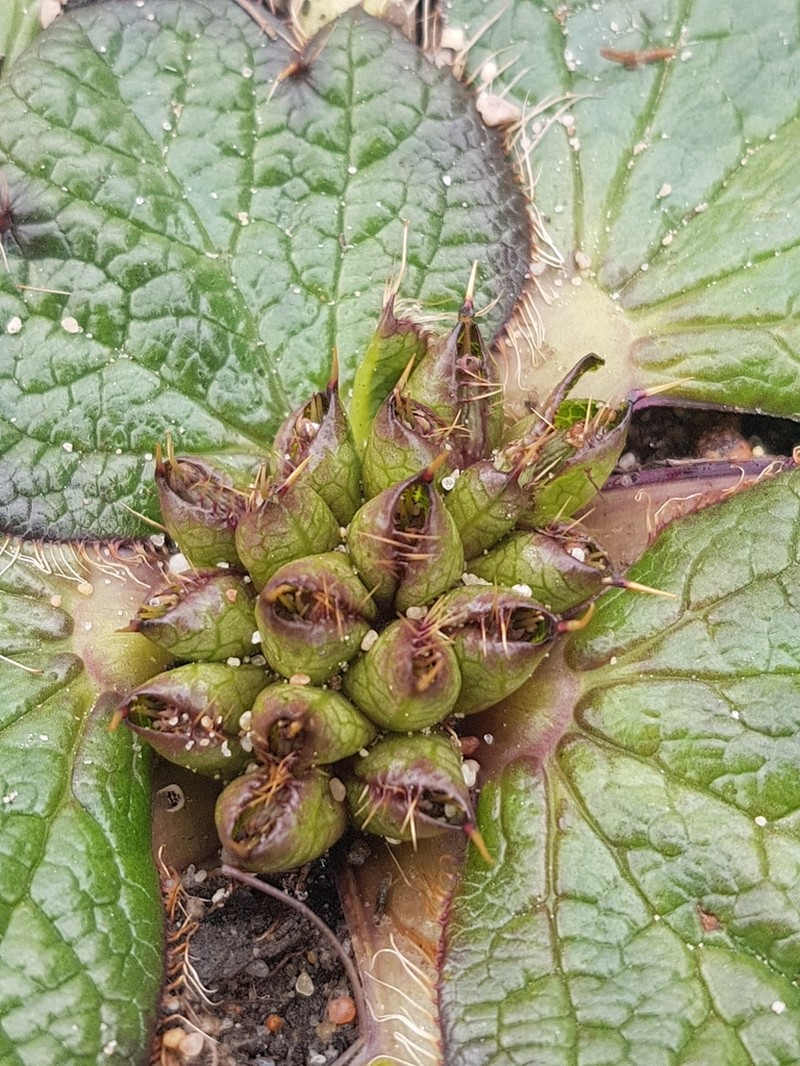 Arctopus dregei photo 8