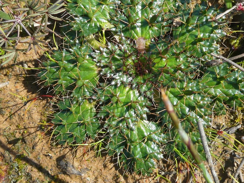 Arctopus echinatus