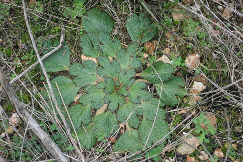 Arctopus echinatus photo 5