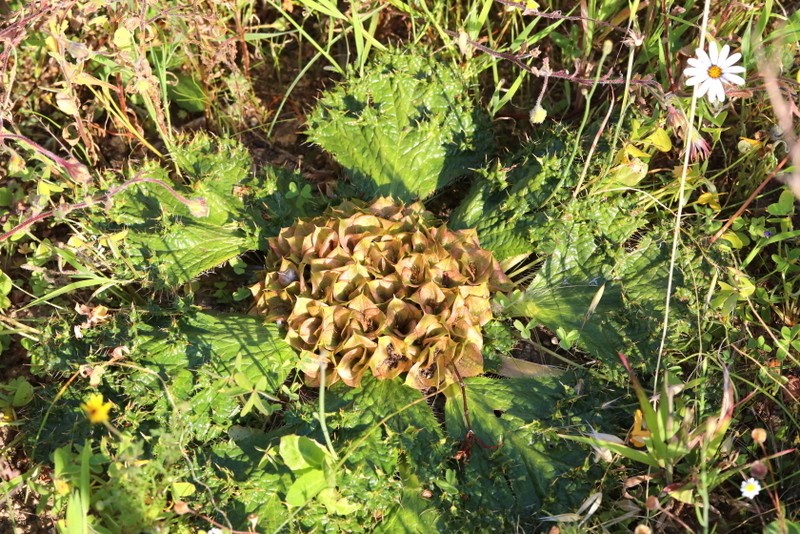 Arctopus monacanthus photo 2