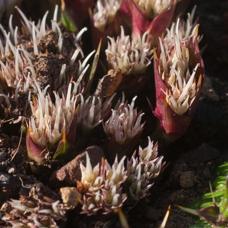 Arctopus monacanthus photo 3