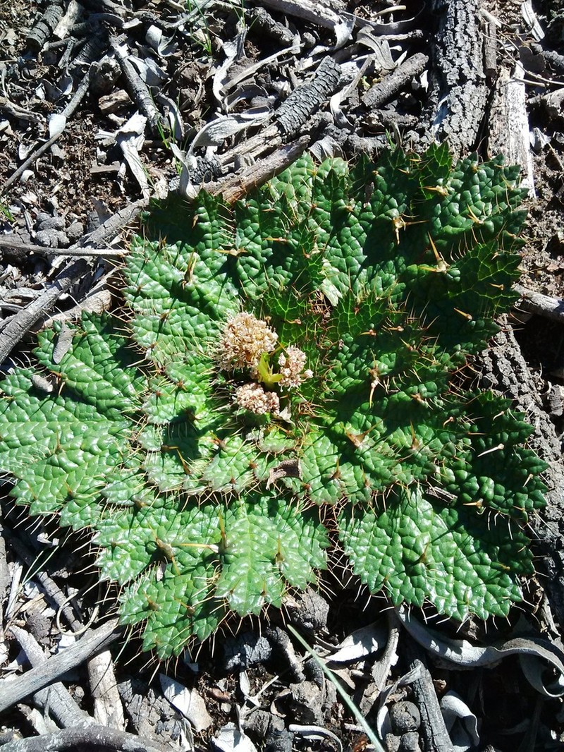 Arctopus monacanthus photo 4