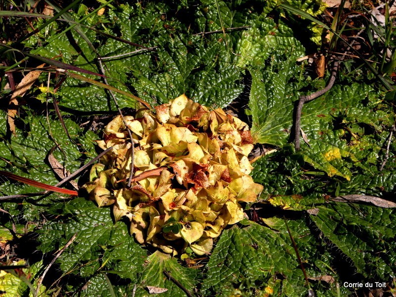 Arctopus monacanthus photo 5