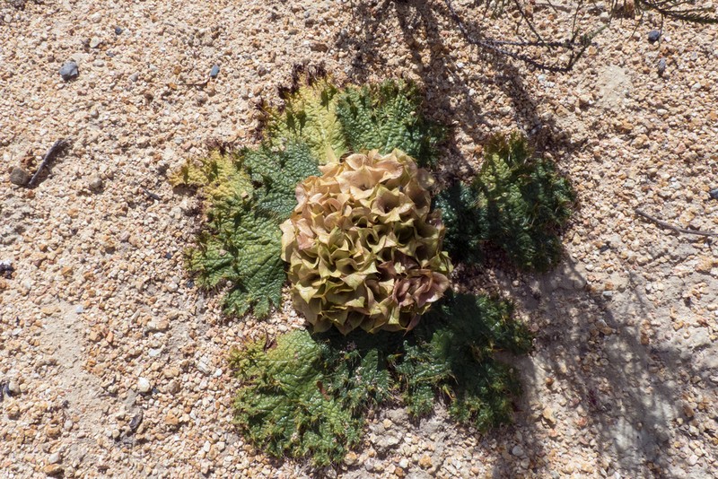 Arctopus monacanthus photo 6