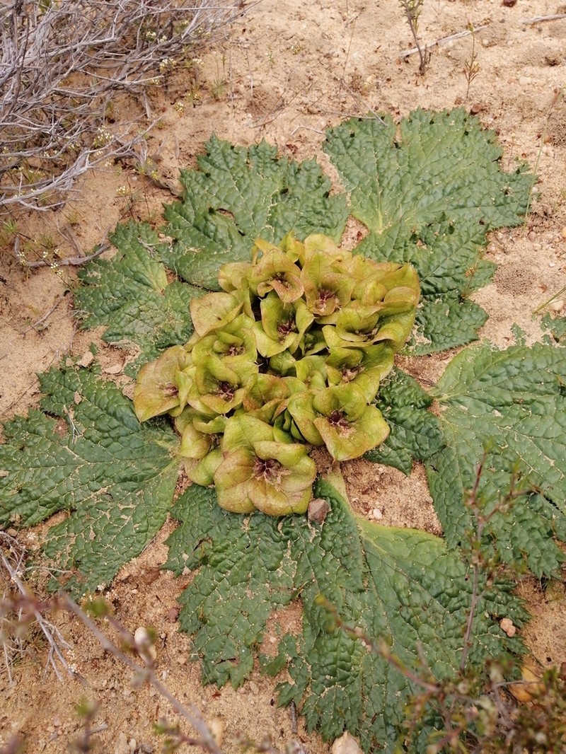Arctopus monacanthus photo 7
