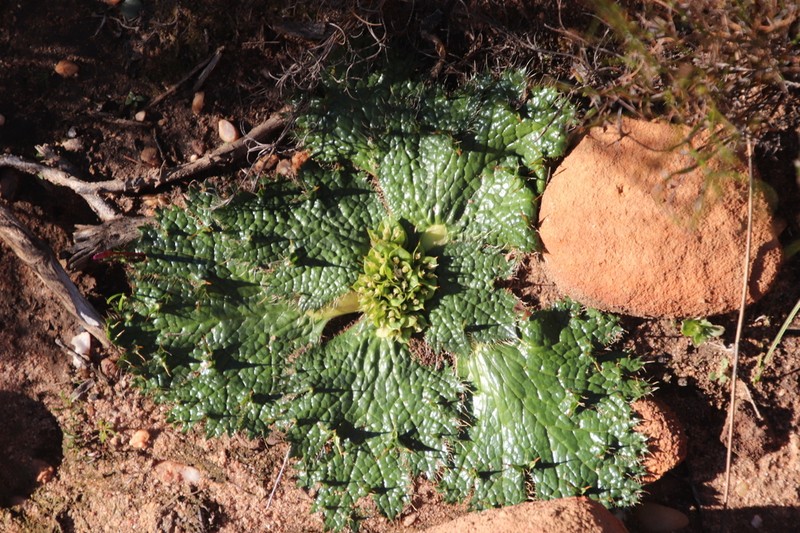 Arctopus monacanthus photo 8