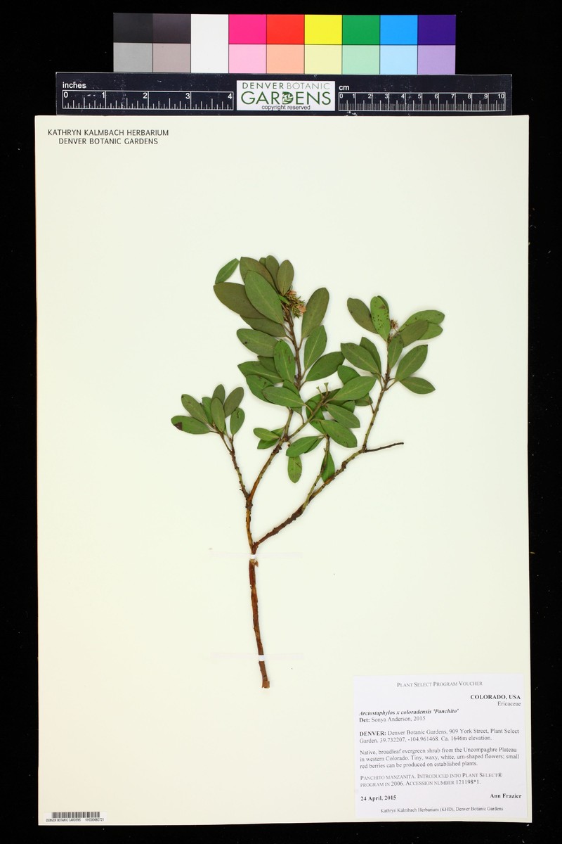Manzanita
