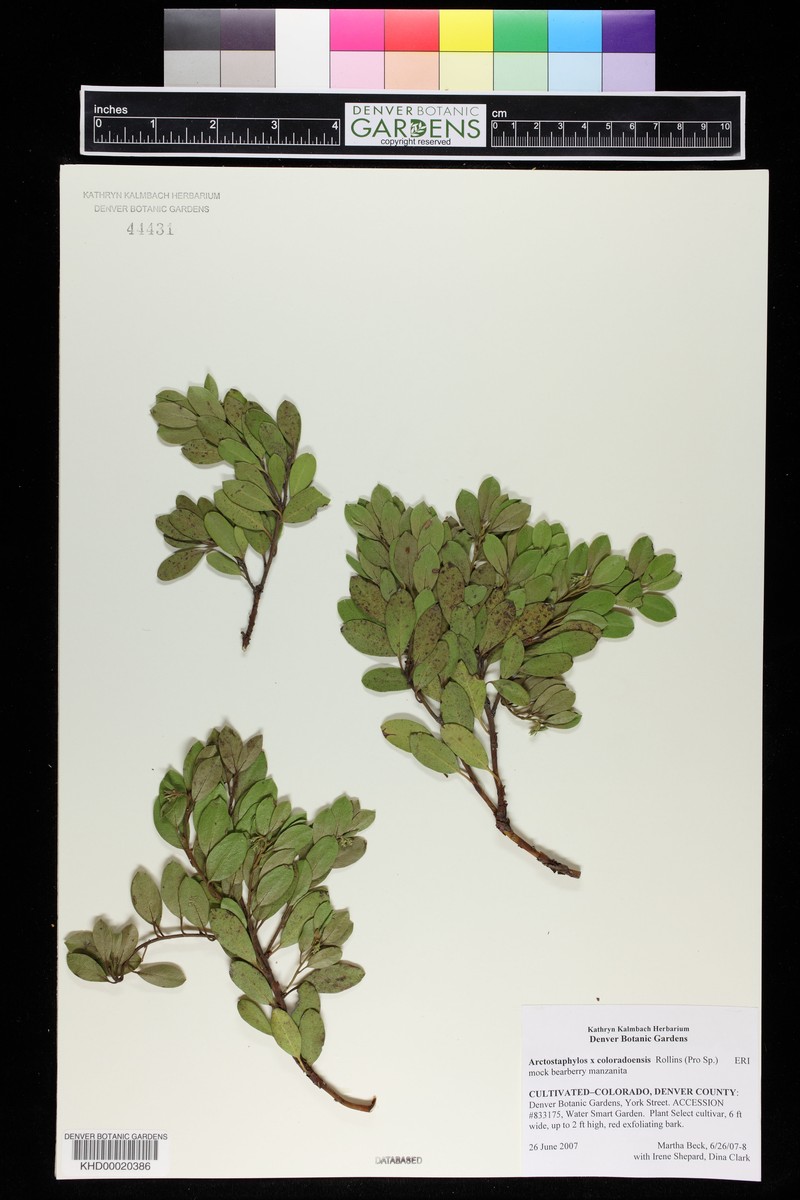 Manzanita photo 3