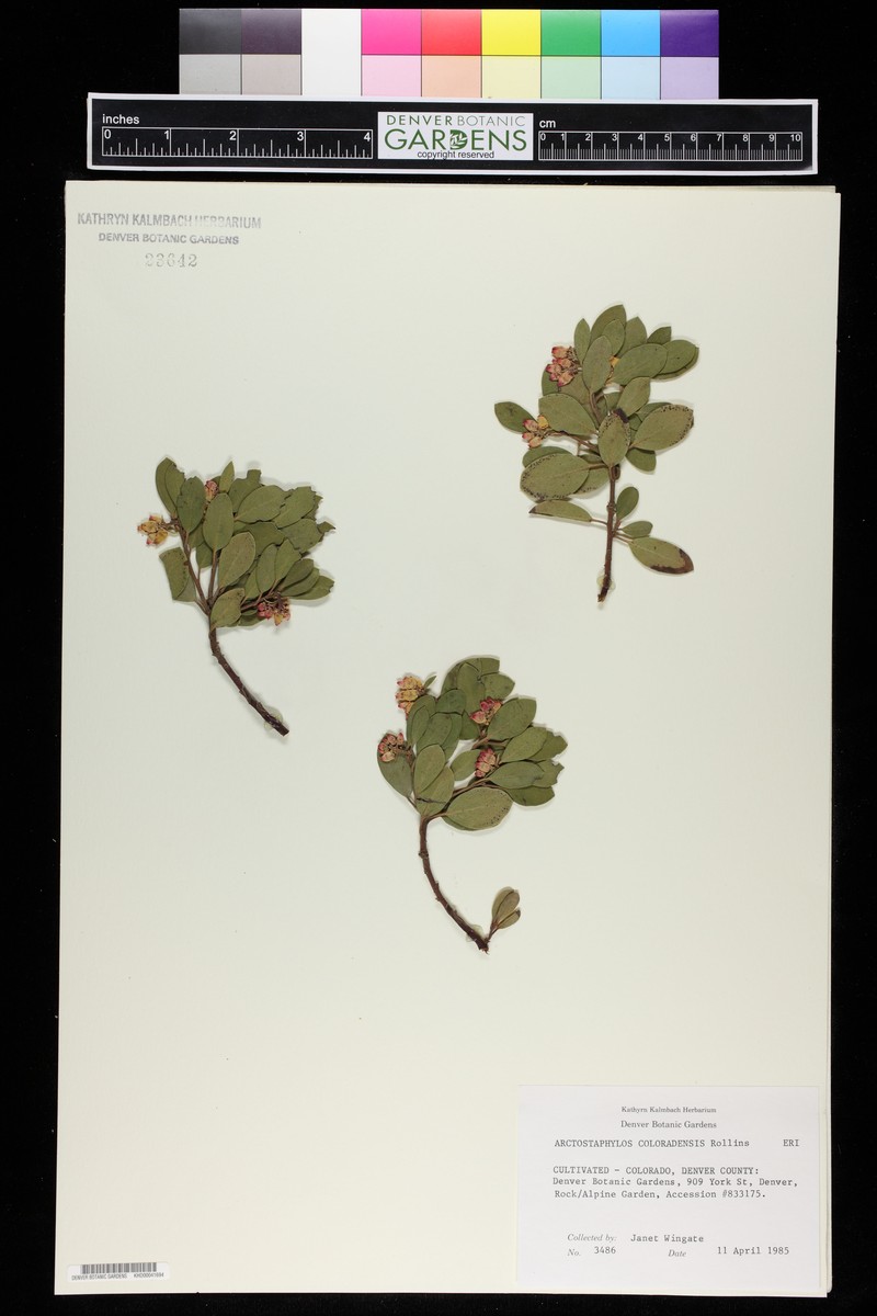 Manzanita photo 5