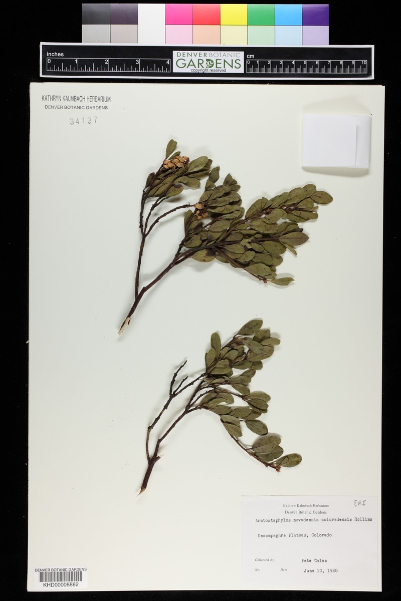 Manzanita photo 6
