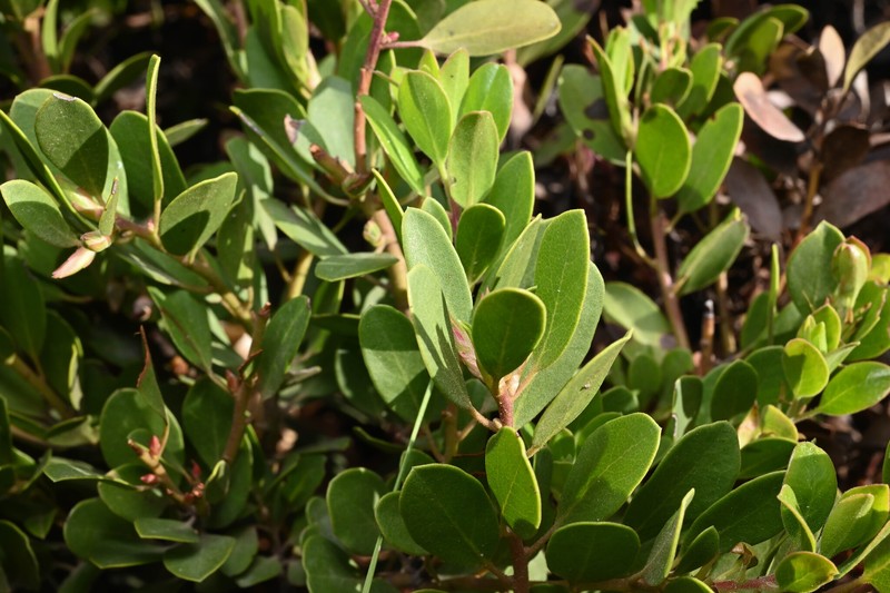 Manzanita photo 7