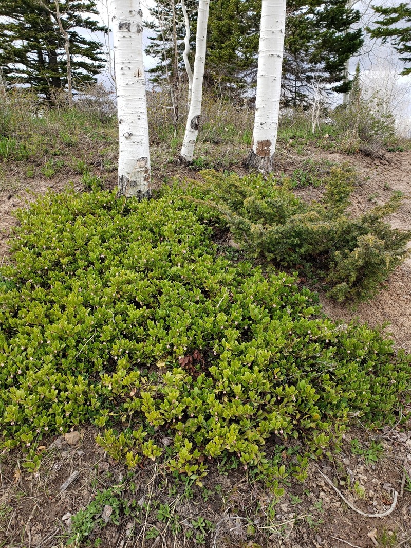 Manzanita photo 8