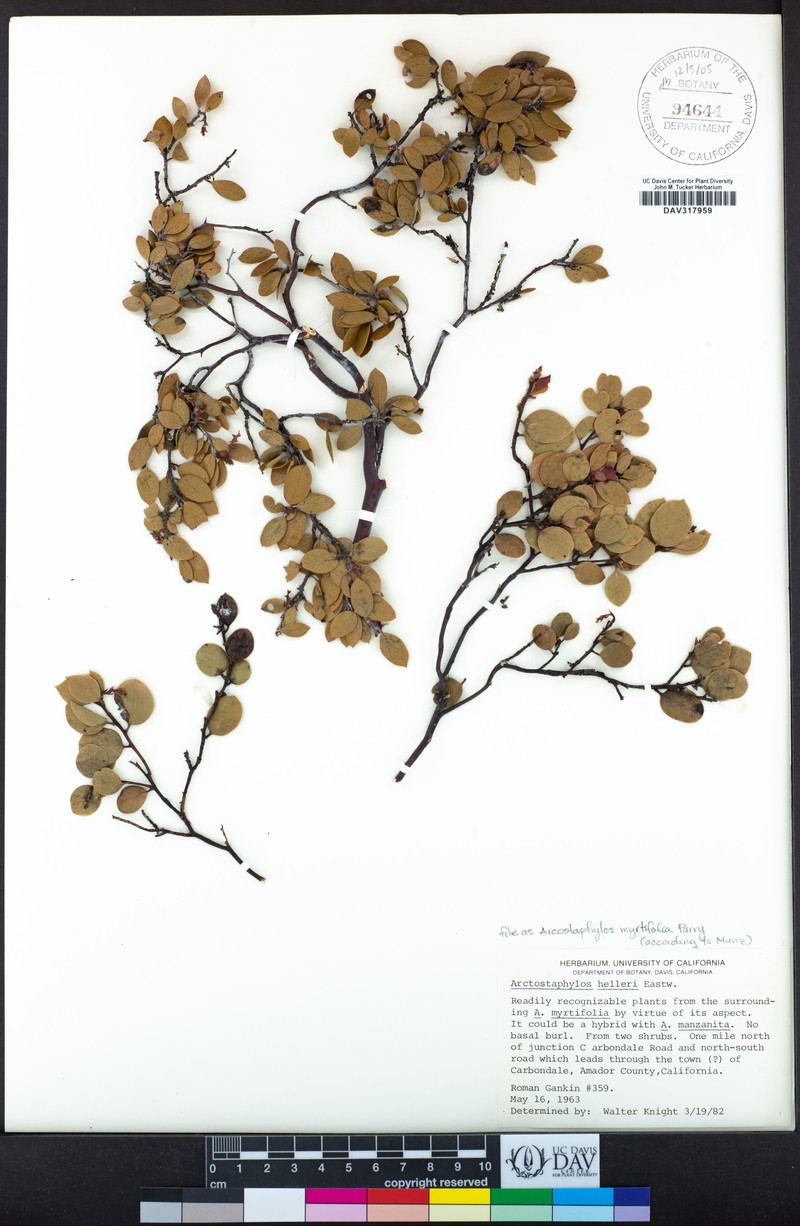 Manzanita