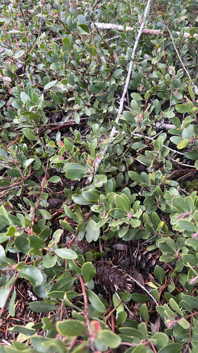 Manzanita