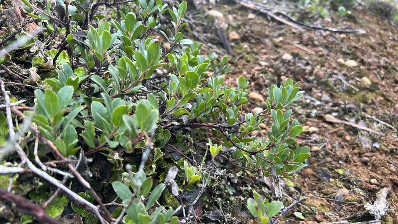 Manzanita photo 2