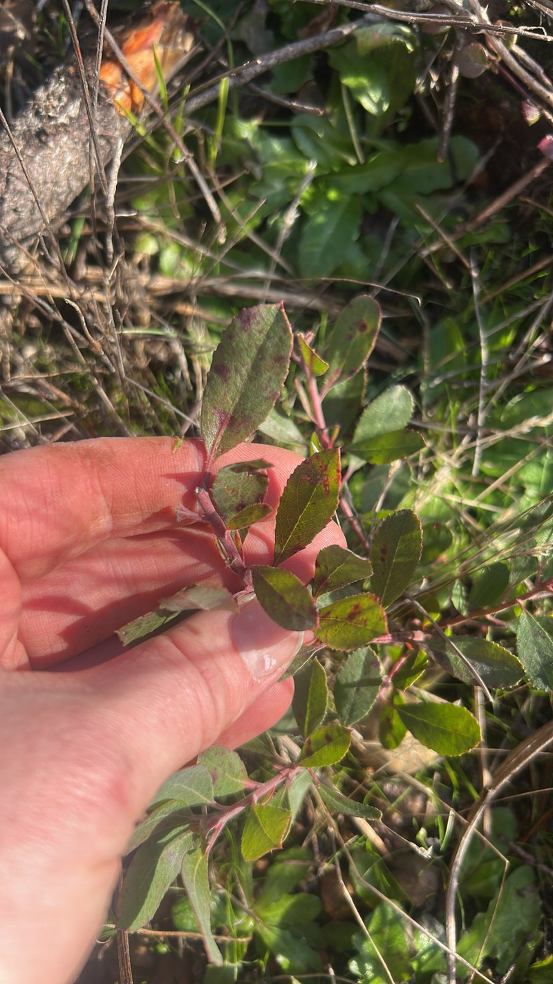 Manzanita photo 3