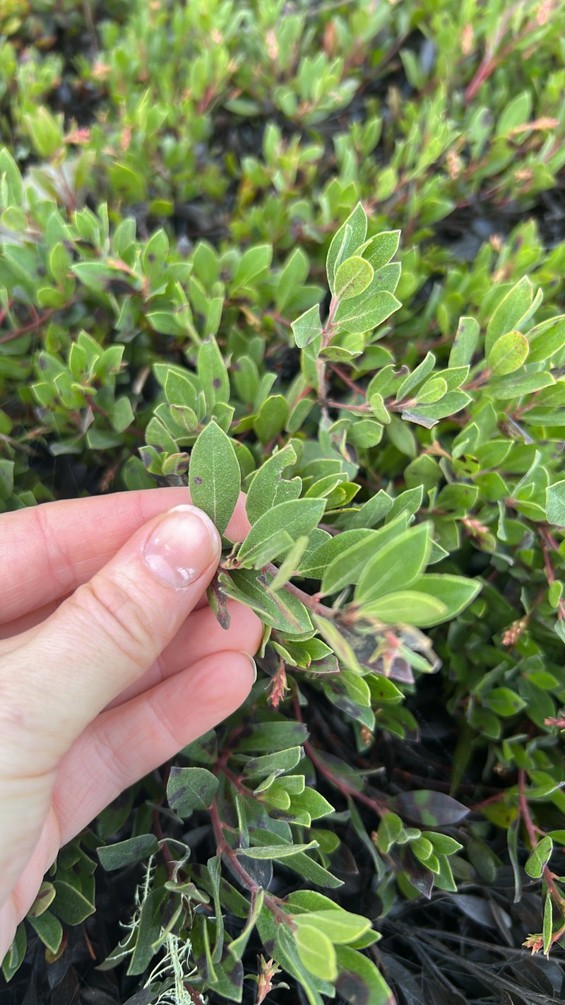 Manzanita photo 4