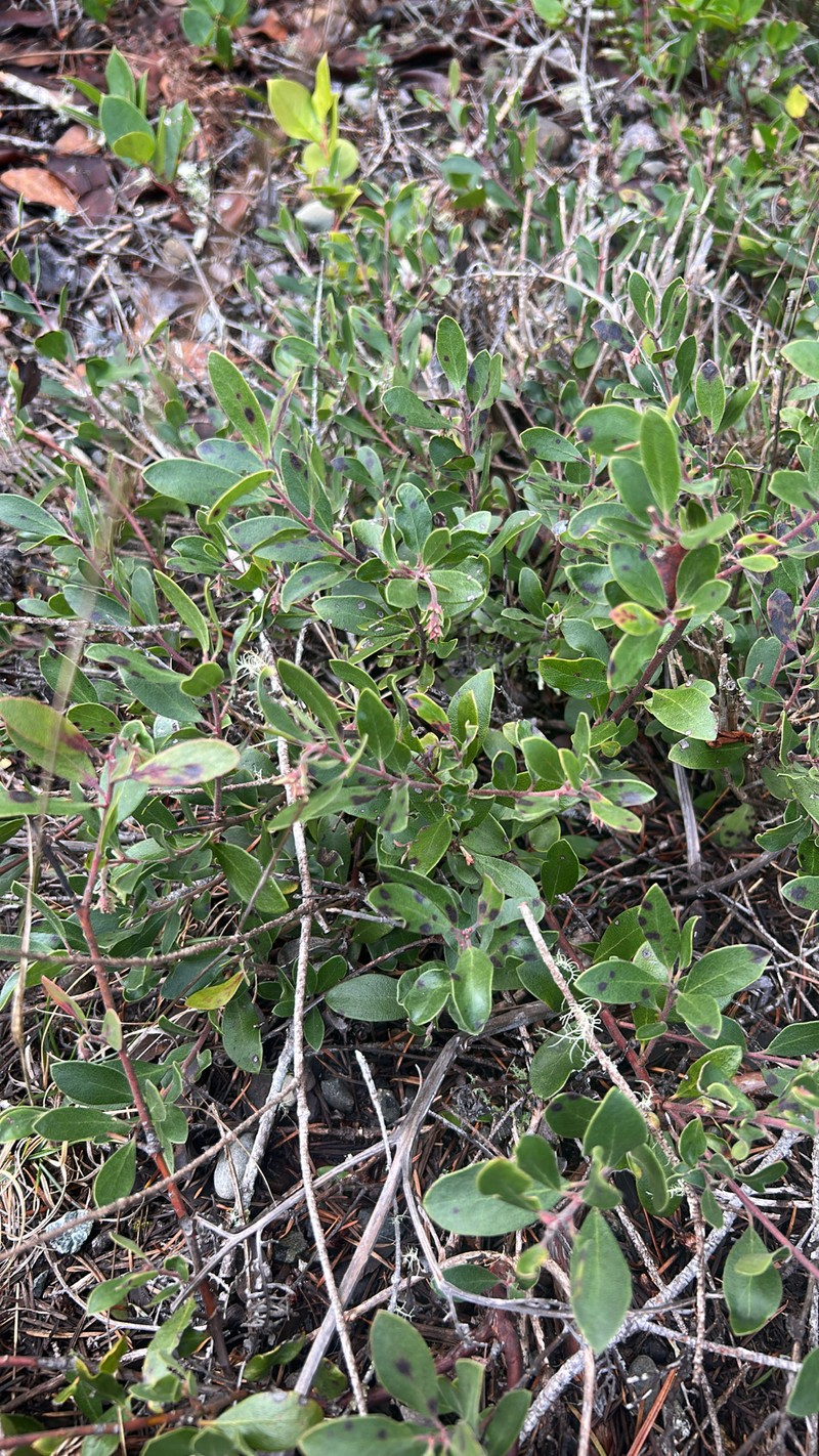 Manzanita photo 5