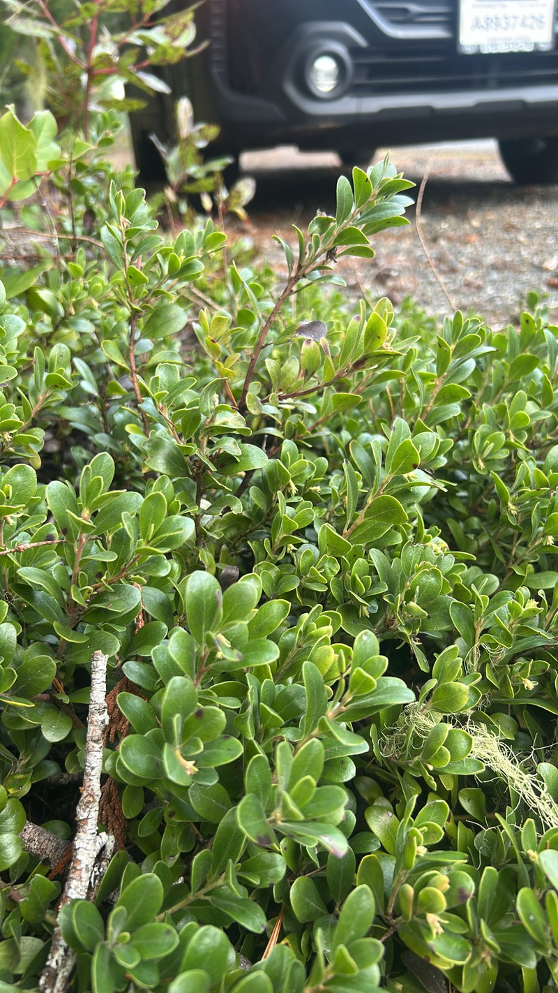 Manzanita photo 6