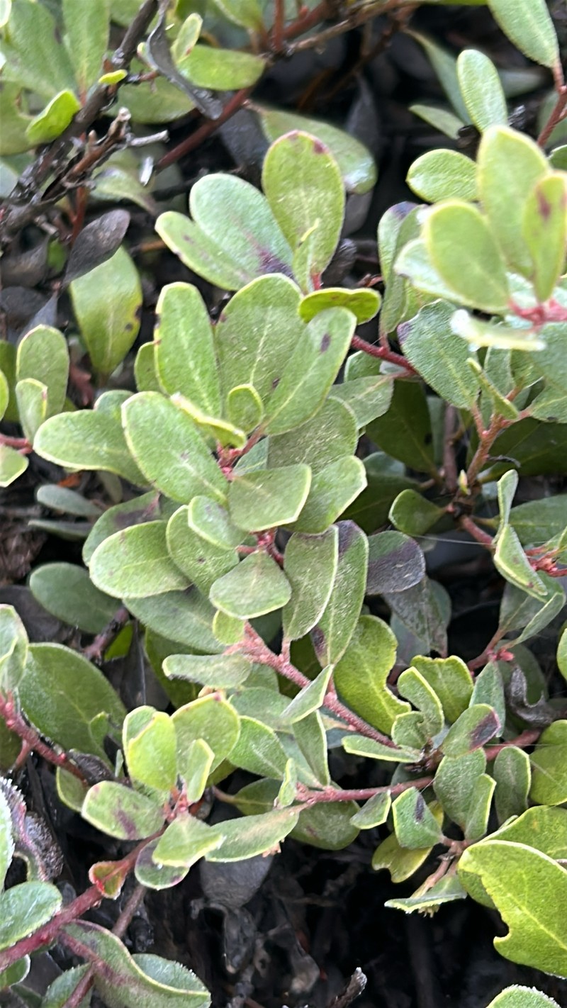 Manzanita photo 7