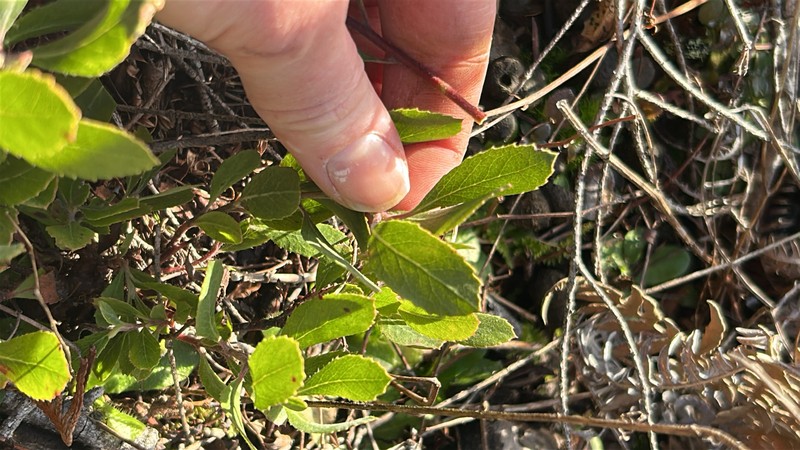 Manzanita photo 8