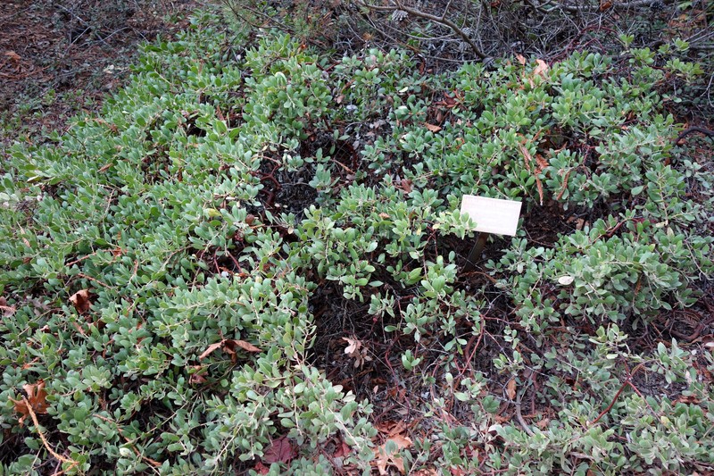 Pmc Manzanita