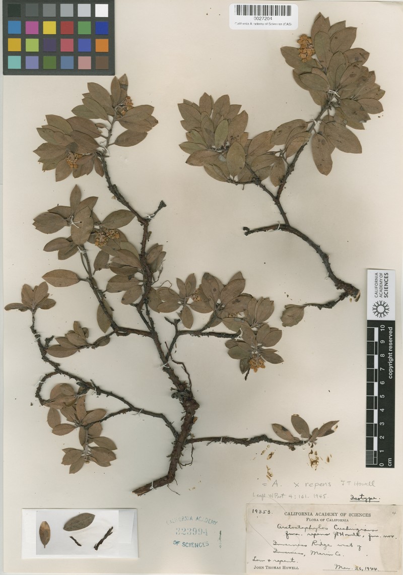 Pmc Manzanita