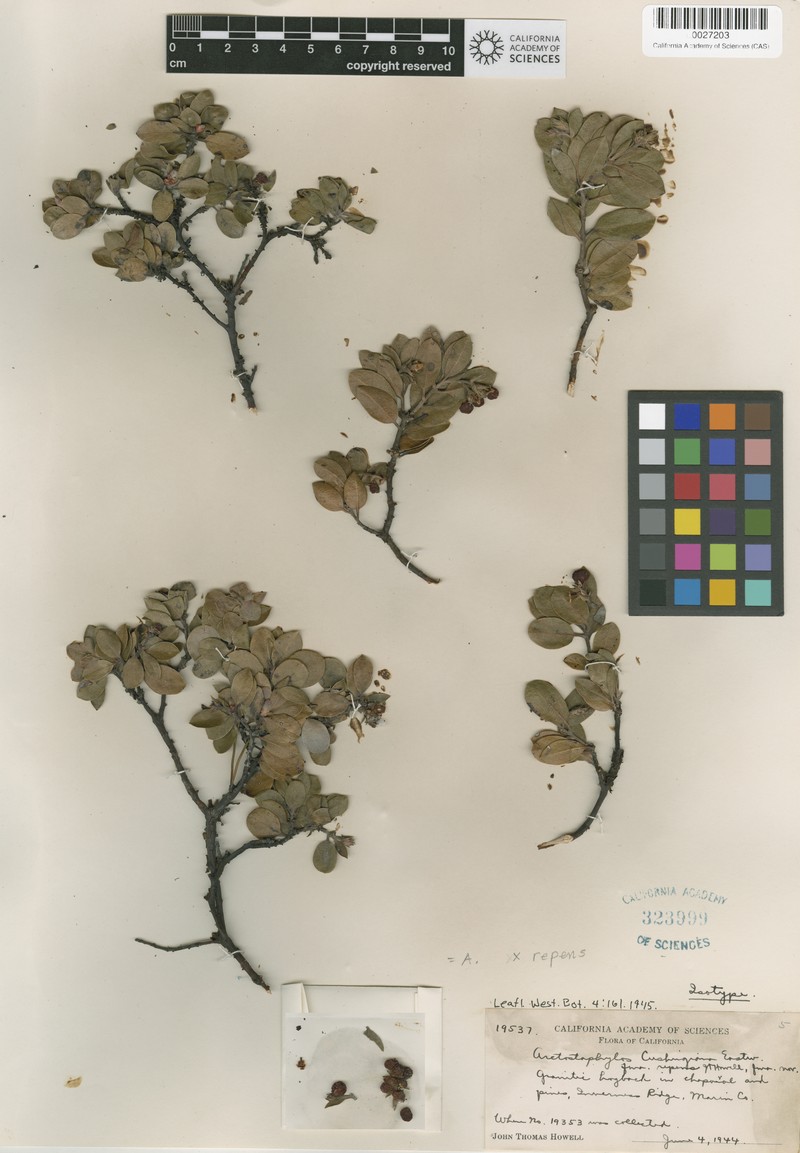 Pmc Manzanita photo 3