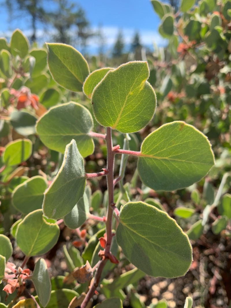 Arctostaphylos × strigosa
