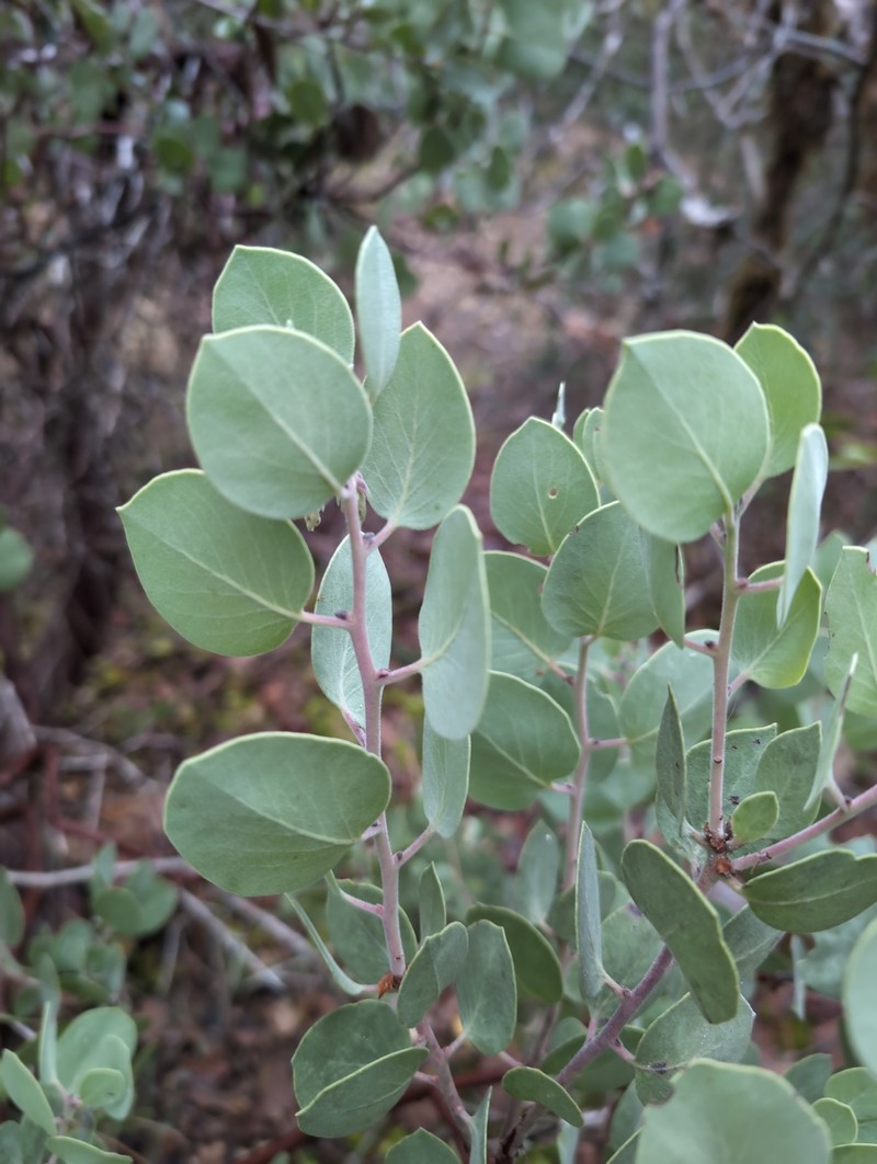 Arctostaphylos × strigosa photo 2