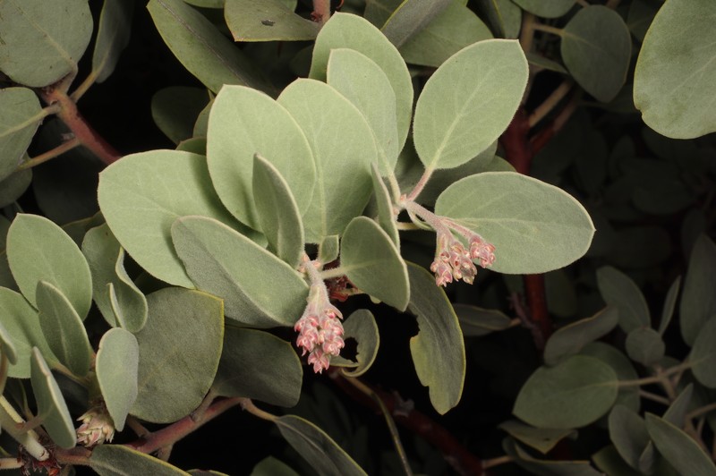 Arctostaphylos × strigosa photo 4