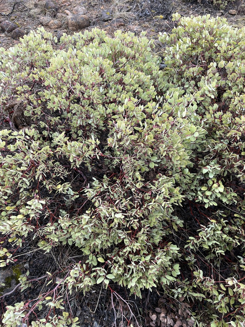 Arctostaphylos × strigosa photo 5