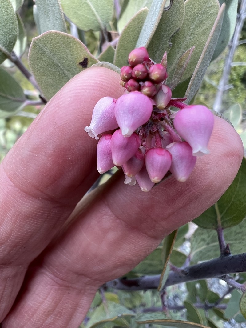 Arctostaphylos × strigosa photo 6