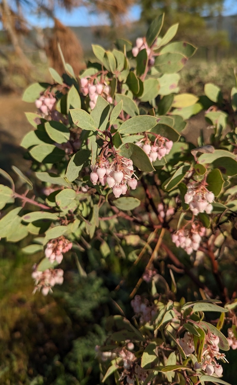 Arctostaphylos × strigosa photo 7