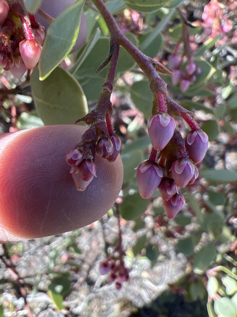 Arctostaphylos × strigosa photo 8